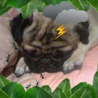 Photo #84691 de Snubbels