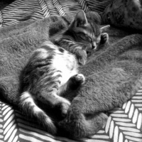 Photo #84889 de Mickey