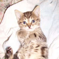 Photo #84907 de Mickey
