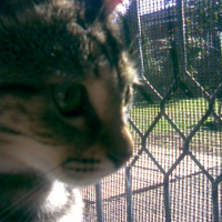 Photo #84913 de Mickey