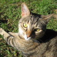 Photo #84919 de Mickey