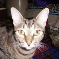 Photo #84925 de Mickey