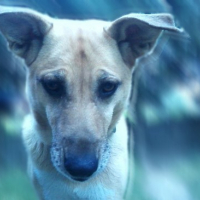 Photo #85219 de Rita