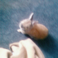 Photo #85567 de Bunny