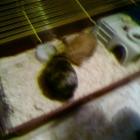 Photo #85573 de Bunny