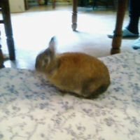 Photo #85579 de Bunny