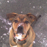 Photo #85639 de Pato