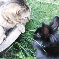 Photo #85723 de Pouki
