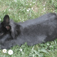 Photo #85729 de Pouki
