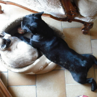 Photo #85981 de Douglas