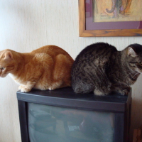 Photo #86071 de Pastelle