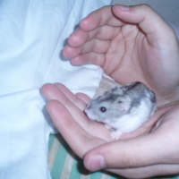 Photo #86113 de Perceval