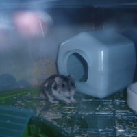 Photo #86125 de Perceval