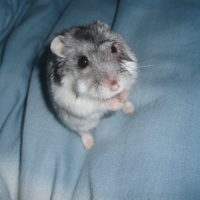 Photo #86143 de Perceval