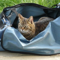 Photo #86365 de Kitty