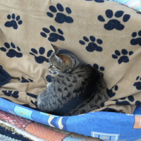 Photo #86401 de Kitty
