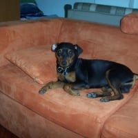 Photo #86593 de Bojack