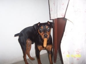Bojack hiding a hotdog - Pinscher Nain