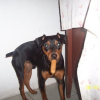 Photo #86599 de Bojack