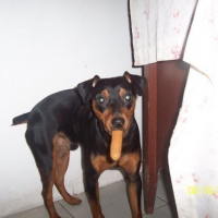 Bojack hiding a hotdog