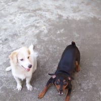 Photo #86605 de Bojack