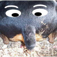Photo #86611 de Bojack