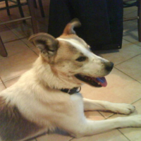 Photo #86983 de Clown