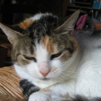 Photo #86989 de Zima