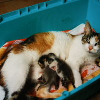 Photo #87025 de Zima