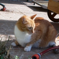 Photo #87055 de Bouba