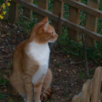 Photo #87061 de Bouba
