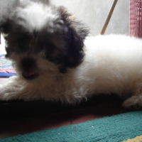 Photo #87175 de Gloria