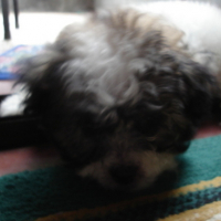 Photo #87187 de Gloria