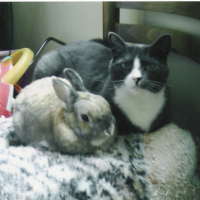 Photo #87193 de Bunny