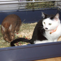 Photo #87301 de Figaro