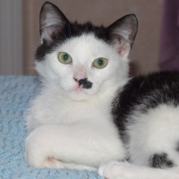 Photo #87307 de Figaro