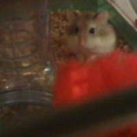 Photo #87493 de Praline