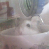 Photo #87499 de Praline