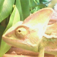 Photo #87535 de Gonzo