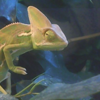 Photo #87541 de Gonzo