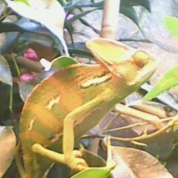 Photo #87553 de Gonzo