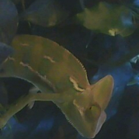 Photo #87559 de Gonzo