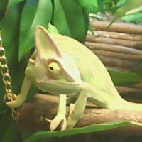 Photo #87577 de Gonzo