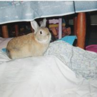 Photo #87667 de Bunny