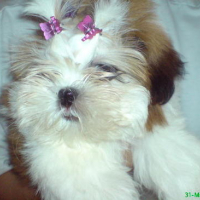 Photo #88015 de Herra