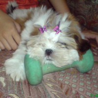 Photo #88021 de Herra
