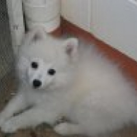Photo #88099 de Keisha