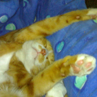 Photo #88219 de Illovo