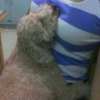 WOOPETS_8