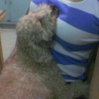 WOOPETS_8